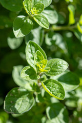 Botanical collection, medicinal, kitchen and aromatic plant oregano plant close up, mediterranean seasoning