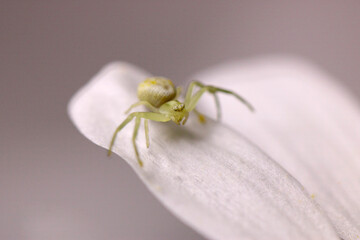 Thomisidae Crab Spider 03
