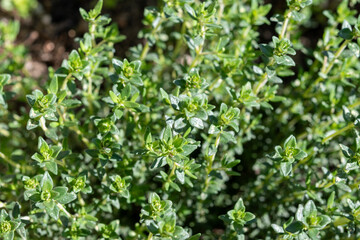 Botanical collection, medicinal, kitchen and aromatic plant satureja or thyme plant close up,...