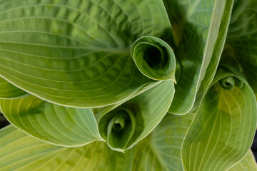 Obraz premium Greel leaves of hostas, plantain lilies widely cultivated as shade-tolerant foliage plants