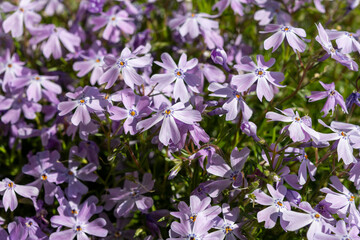 Spring blossom of mountain emerald blue creeping phlox subulata in garden close up