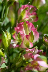 Alstroemeria, pink and white Peruvian lily or lily of the Incas, genus of flowering plants in family Alstroemeriaceae.