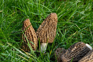 Growing wild spring mushrooms morchellas or true morels edible sac fungi for gourmet cooks, in Catalan and French cuisine, in green grass, harvest on morels in spring