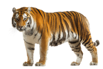 Majestic Bengal Tiger Powerful Stripes, Wild Beauty