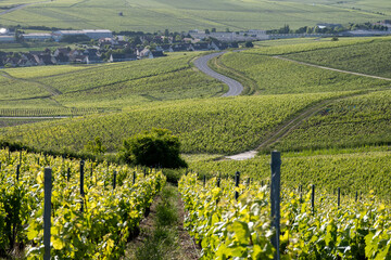 Young bunches of pinot noir grapes growing and forming on branch on grand cru hilly vineyards near...