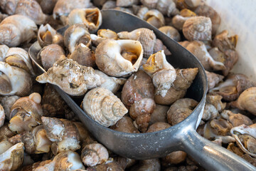 Catch of the day on fist market in Oostende, North Sea, Belgium, fresh Rapa molluscs seafood  close up