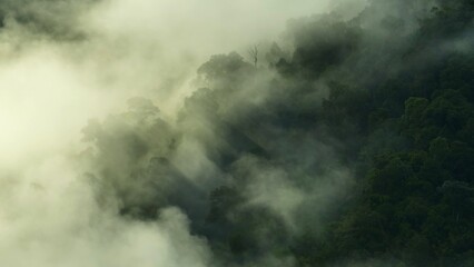 A peaceful aerial view of a foggy forest, where mist swirls around towering trees, revealing the lush greenery and evoking the tranquility of a pristine natural environment. Thailand.
