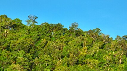 An aerial shot of a lush, green forest stretching toward the horizon, offering a serene and vibrant representation of nature’s beauty, perfect for eco-tourism and nature exploration themes. Thailand.
