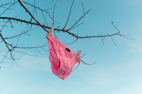 Close-Up of Pink Underwear on Tree Branch