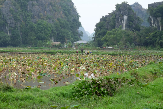 Resting Among the Lotus: Women Farmers in Rural Vietnam

Description: