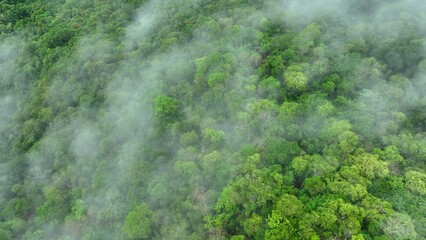 Mist swirls over dense forest in this aerial drone shot, underlining the critical role of tree preservation in sustainable carbon management and extreme weather adaptation.
