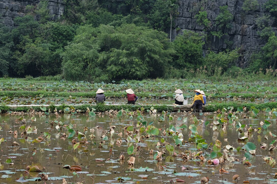 Resting Among the Lotus: Women Farmers in Rural Vietnam

Description: