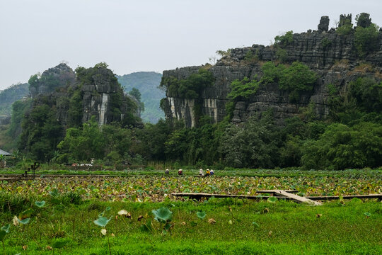 Resting Among the Lotus: Women Farmers in Rural Vietnam

Description: