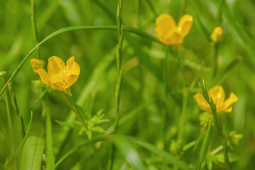 Yellow flowers on a background of green grass.