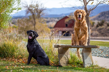 Golden Retriever and Black Lab Sitting in Autumn 