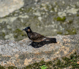 Common red-vented bulbul in its natural urban habitat.