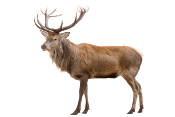 Majestic Red Deer Stag with Antlers Wildlife Photography