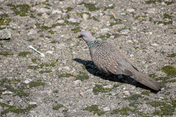 Wild spotted dove pecking for food on an urban ground.