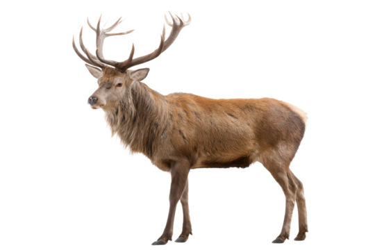 Majestic Red Deer Stag with Antlers Wildlife Photography