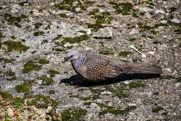 Wild spotted dove pecking for food on an urban ground.