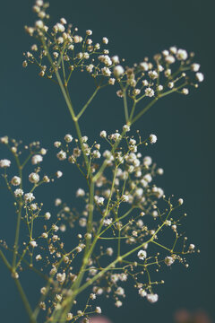 Studio photo of a flowers 