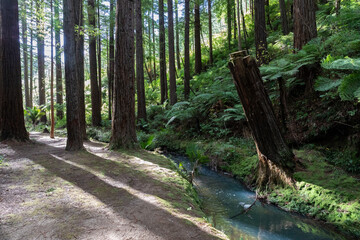 A serene stream flows through the Redwood Forest in Opoutere, Whangamata, Coromandel Peninsula, New Zealand. Sunlight filters through the tall trees, illuminating the lush ferns.