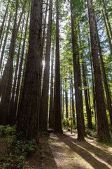 Sunlight filters through towering redwood trees inOpoutere, Whangamata, Coromandel Peninsula, New Zealand. The serene forest scene features a small stream.