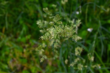 Orchard grass (Dactylis) flowers. Poaceae perennial plants. A weed that grows on roadsides and other places, it blooms in early summer and can cause hay fever.