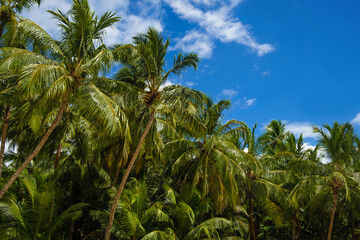 Coconut palms against blue sky. Beautiful tropical forest.