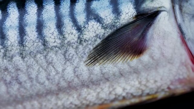 Close up Mackerel Fish (Scomberomorus commerson) 