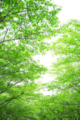 Fototapeta premium foliage of trees and sky, sunny day