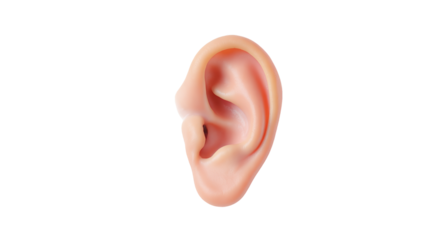 Detailed Human Ear Anatomy with Realistic Texture Isolated by Transparent Background Clipart