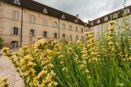 Yellow Flowers