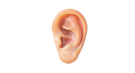 Realistic Human Ear Isolated by Transparent Screen for Medical Illustration Clipart