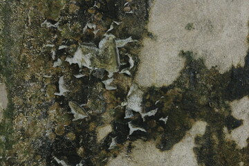 Gray walls covered in moss are good for backgrounds