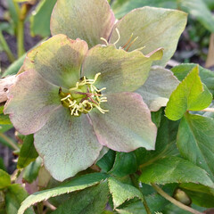 Pink hellebore in the garden. Spring flower, winter rose