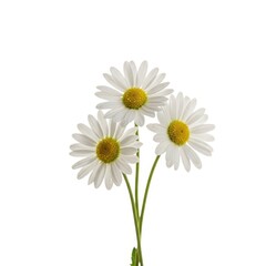 Naklejka premium Three daisies bouquet isolated on white background