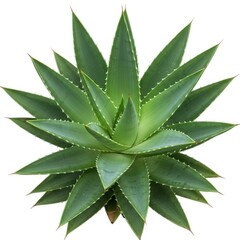Top view of aloe vera plant isolated on white background