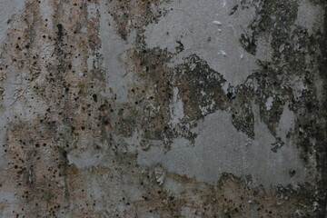 Gray walls covered in moss are good for backgrounds