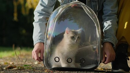Fluffy grey cat in a carrier transparent capsule.