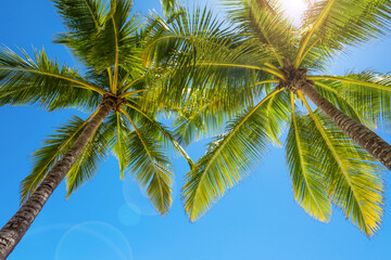 Coconut palms against blue sky and sun glare.
