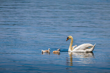 A closeup shot of an elegant white swan and its babies swimming on the lake