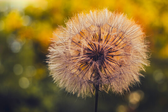 Close up of dandelion against sun, natural bokeh