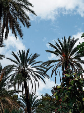 Palm Trees with Dates and Prickly Pear Cactus
