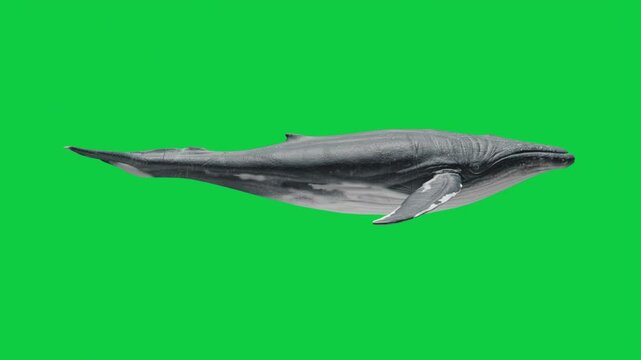 Whale Swimming Animation Loop Pack &ndash; 8 Camera Angles &ndash; Green Screen Background
