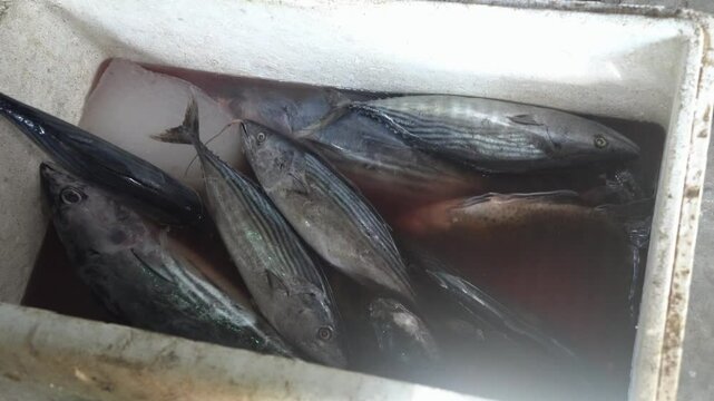 fish in the market