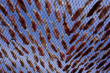 drying squid on the net