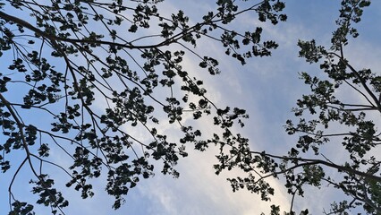 Tree branches silhoutte with slightly cloudy blue sky