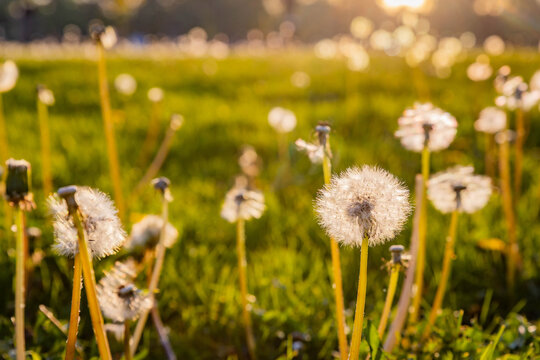 Dandelion Close Up at Sunset