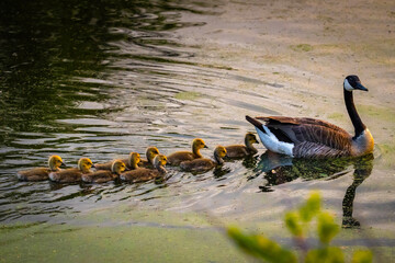 Family of Canadian Geese at Sunset